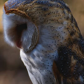 Barn owl profile 2 by Flees Photos