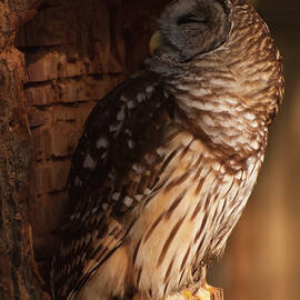 barred owl sleeping in a tree by Flees Photos