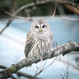 Barred Owl by Steven Nelson