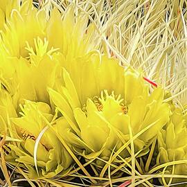 Barrel Cactus Flower Expressionist Painting by Rebecca Herranen