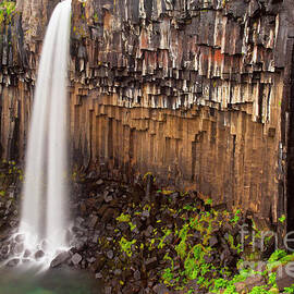  Basalt columns of Svartifoss waterfall, Skaftafell national park, Iceland by Neale And Judith Clark