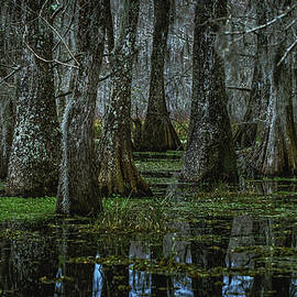 Bayou Cypress Tree Trunks in Swamp - Lake Martin, Louisiana by Abbie Matthews