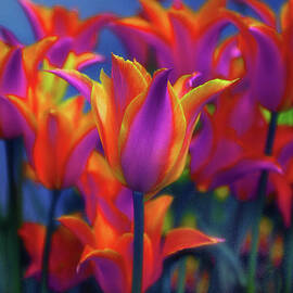 Midnight Flame by Jessica Jenney