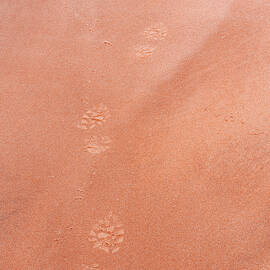 Beach Abstract by Shankar Adiseshan