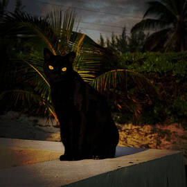 Beach Cat by Mary Lee Dereske