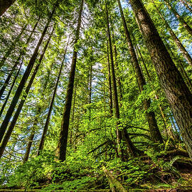 Beacon Hill Washington by Tommy Farnsworth