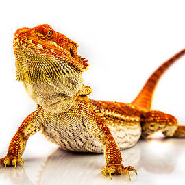 Bearded Dragon on white by Bruce Block