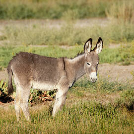 Beatty Baby by Mike Lee