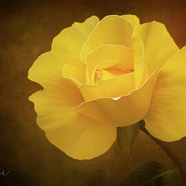 Beautiful digitally painted rose by Sue Leonard
