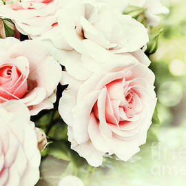 Beautiful pink roses in garden by Jelena Jovanovic