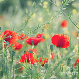 Beautiful red poppies in green field. by Jelena Jovanovic