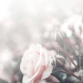 Beautiful pastel roses in garden by Jelena Jovanovic