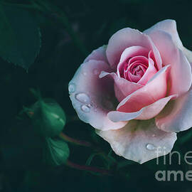 Beautiful white rose bud with water drops in dark garden. by Jelena Jovanovic