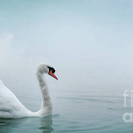 Beautiful white swan swimming in water. Fine art nature with wil by Jelena Jovanovic