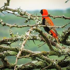 Beauty In the Thorns by Rebecca Herranen