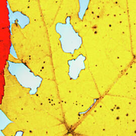 Beauty Of Decay by Elvira Peretsman