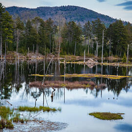 Beaver Lodge by Jonathan Babon