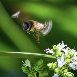 Bee-ing Mr. Oregano Inspector by Joe Schofield