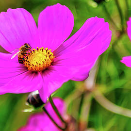 Bee on Vibrant Pink Flower by Bruce Block