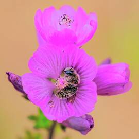 Bee Resting on Pink Flower by Bruce Block