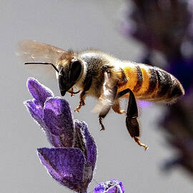Bee the Lavender by Joe Schofield