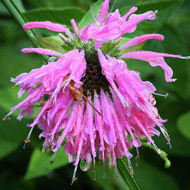 Beebalm by Steven Nelson