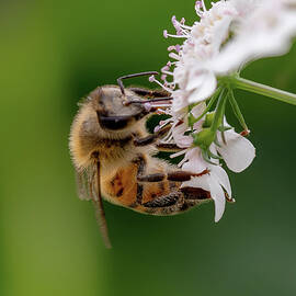 Beeing AB by Joe Schofield