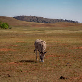 Beggin' Burro by Cindy Robinson