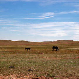 Beggin' Burros by Cindy Robinson