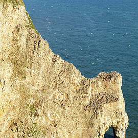Bempton chalk cliffs RSPB reserve, Yorkshire coast, England UK by Neale And Judith Clark
