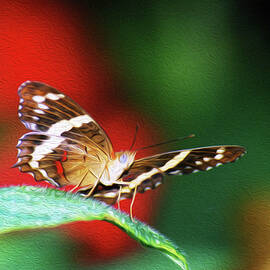 BF Banded Peacock 2B by Sally Fuller
