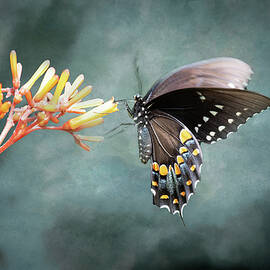 BF Palamedes 2A by Sally Fuller