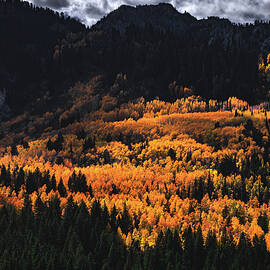 Big Cottonwood Canyon Aspen Grove, Utah by Abbie Warnock
