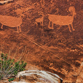 Big Horned Sheep Petroglyphs by Abbie Matthews
