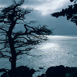 Lone Cypress - Silhouette - Big Sur - Monterey - California. by Bonnie Colgan