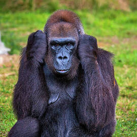 Big western lowland gorilla by Miroslav Liska