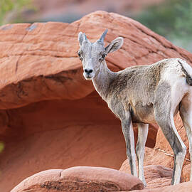 Bighorn sheep lamb grazing among formations in Valley of Fire st by Steven Heap