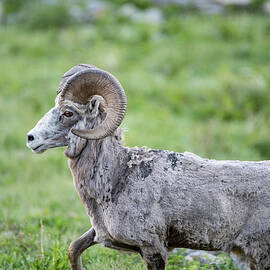 Bighorn Sheep by Matt Halvorson