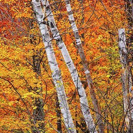Birch Fire by Jeff Sinon