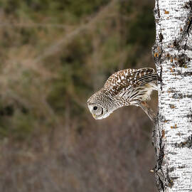 Birch Perch by James Overesch