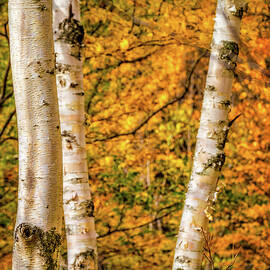 Birch Trio.  by Jeff Sinon