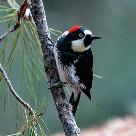 Bird by Matt Halvorson