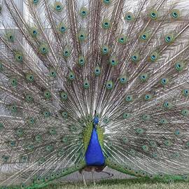 Bird Of Paradise by Andre Petrov