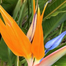 Bird of Paradise by Rebecca Herranen