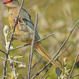 Red-faced Mousebird Perched on Branch by Natural Focal Point Photography