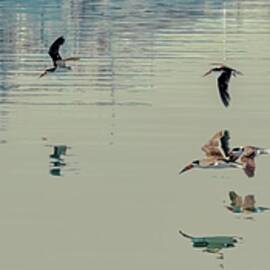 Birds in Flight Over Water by Bruce Block
