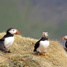 Birds of a feather by Christopher Mathews