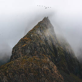 Birds of Krossanesfjall by DEE POTTER
