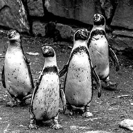 Birds, Penguine Philadelphia, Zoo by Louis Dallara