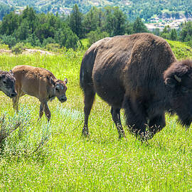 Bison and Calves in Meadow by Debra Martz